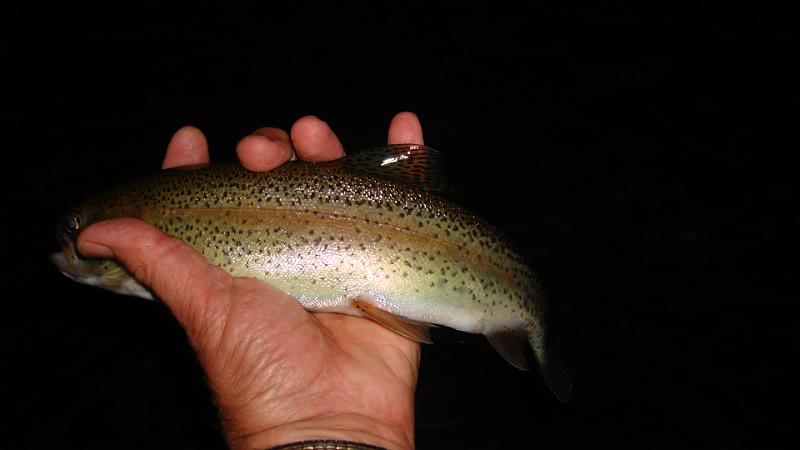 Cross Fork after Dark 1.JPG